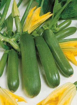 Кабачок Комо