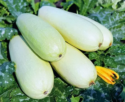 Кабачок Малыш