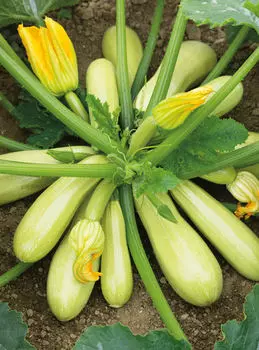 Кабачок Марселла