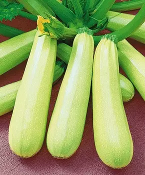 Кабачок Невира F1