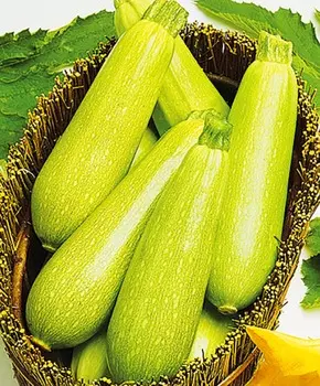 Кабачок Сама F1