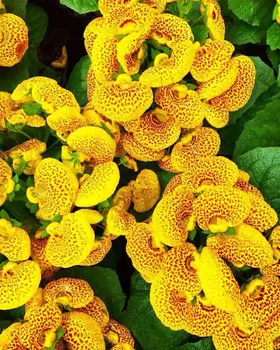 Кальцеолярия Изысканная жёлтая в крапинку