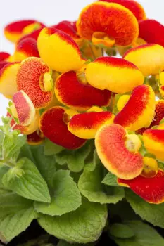 Кальцеолярия Изысканная жёлто-красная