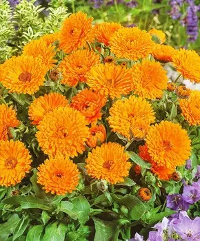 Календула Кендимен Оранжевый