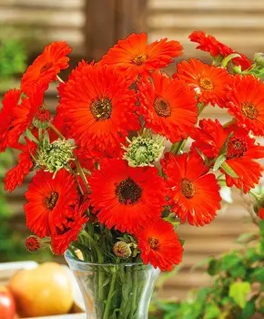 Календула Красная с чёрным центром