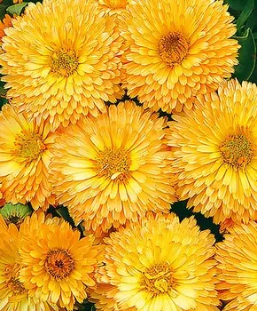 Календула махровая Пижма Абрикос