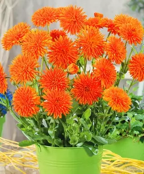 Календула Оранжевый дикобраз