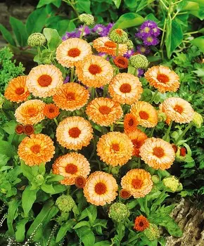 Календула Розовый сюрприз