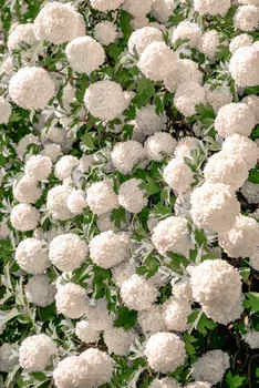 Калина Бульдонеж