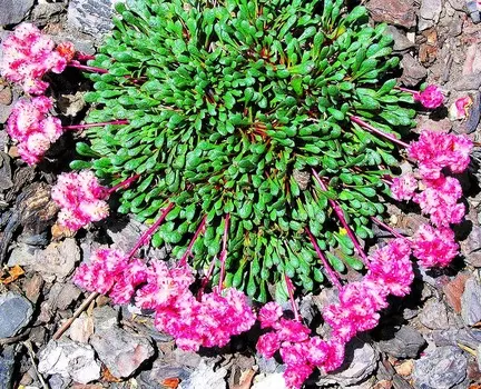 Калиптридиум зонтичный