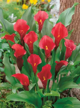 Калла Галактика