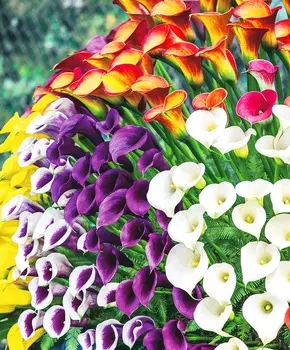 Калла Заманчивый набор