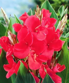 Канна Президент в розовом