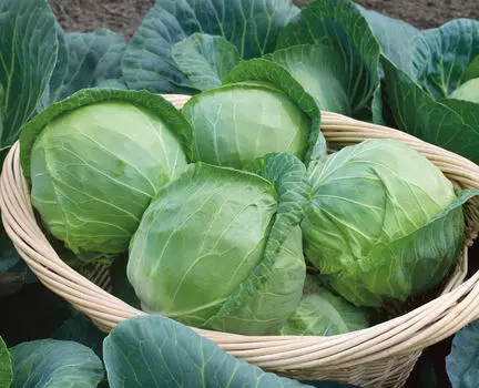 Капуста белокочанная Агрессор F1