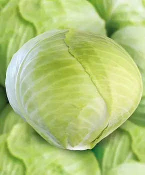 Капуста белокочанная Анкома F1