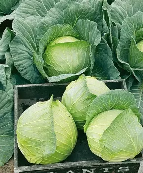 Капуста белокочанная Белоснежка F1