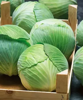 Капуста белокочанная Бузони F1