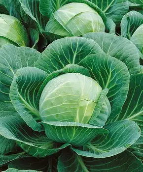 Капуста белокочанная Диана F1