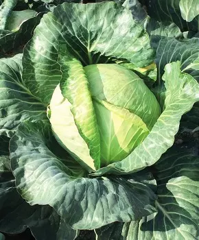 Капуста белокочанная Доброводская