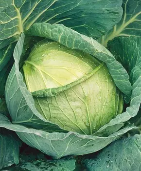 Капуста белокочанная Фаворит F1