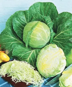 Капуста белокочанная Глафира F1