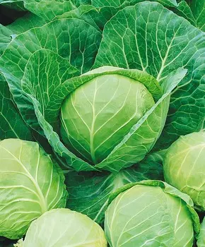 Капуста белокочанная Глория F1