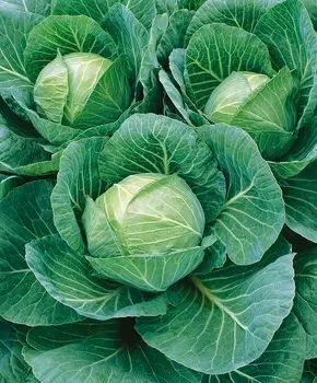 Капуста белокочанная Гурман F1