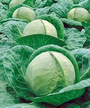 Капуста белокочанная Кевин F1
