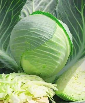 Капуста белокочанная Килатон F1