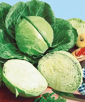 Капуста белокочанная Ландини F1