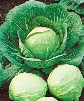 Капуста белокочанная Лебёдушка F1