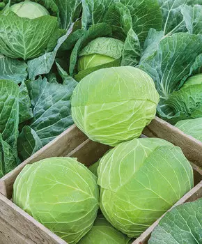 Капуста белокочанная Марло F1