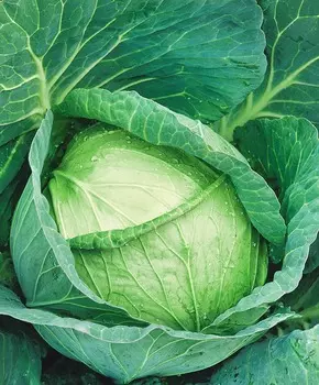 Капуста белокочанная Мензания F1