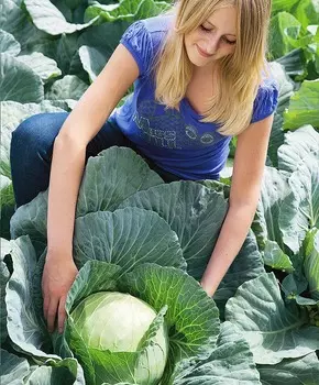 Капуста белокочанная Миррор F1