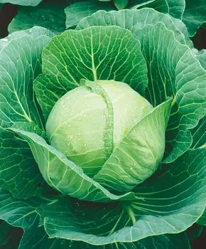 Капуста белокочанная Несравненная F1
