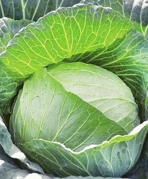 Капуста белокочанная Снегурочка F1