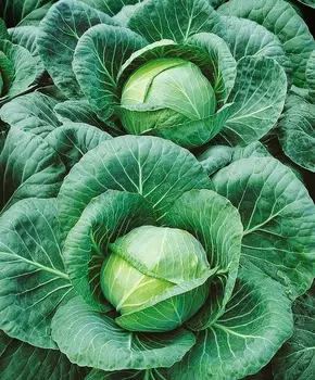 Капуста белокочанная Текила F1