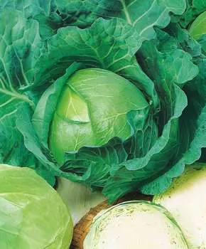 Капуста белокочанная Топма F1