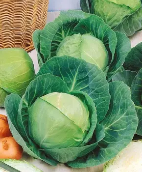 Капуста белокочанная Желанная F1