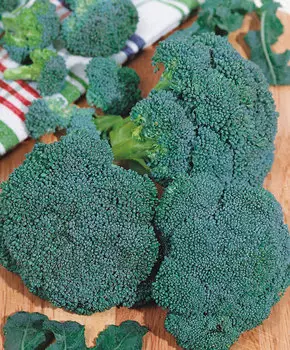 Капуста брокколи Хронос F1