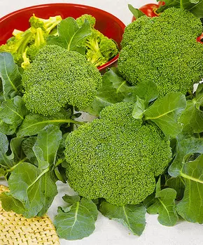 Капуста брокколи Лорд F1