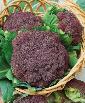 Капуста брокколи Миранда