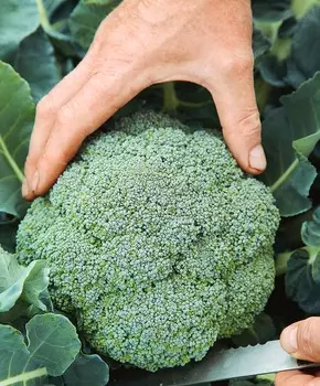 Капуста брокколи Монтоп F1