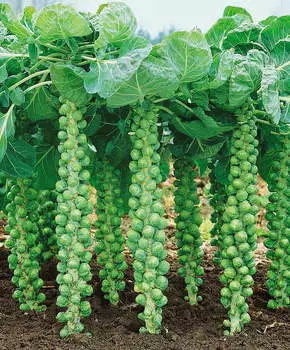 Капуста брюссельская Орешки F1