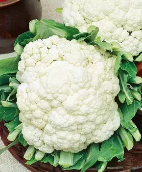 Капуста цветная Белкорт F1