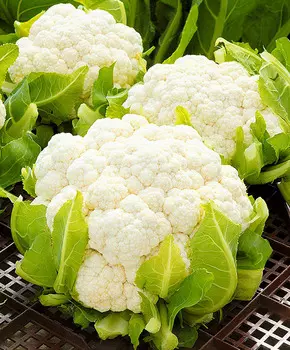 Капуста цветная Брунел F1