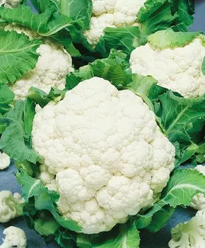 Капуста цветная Брюс F1