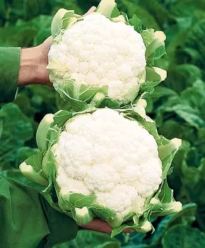 Капуста цветная Дарья F1