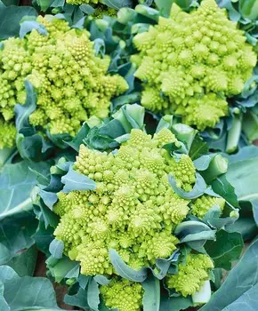 Капуста цветная Вероника F1