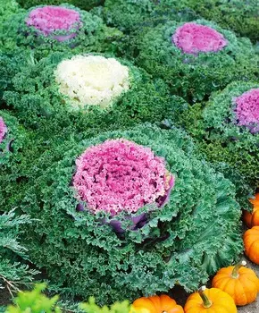 Капуста декоративная Камом Белая и розовая